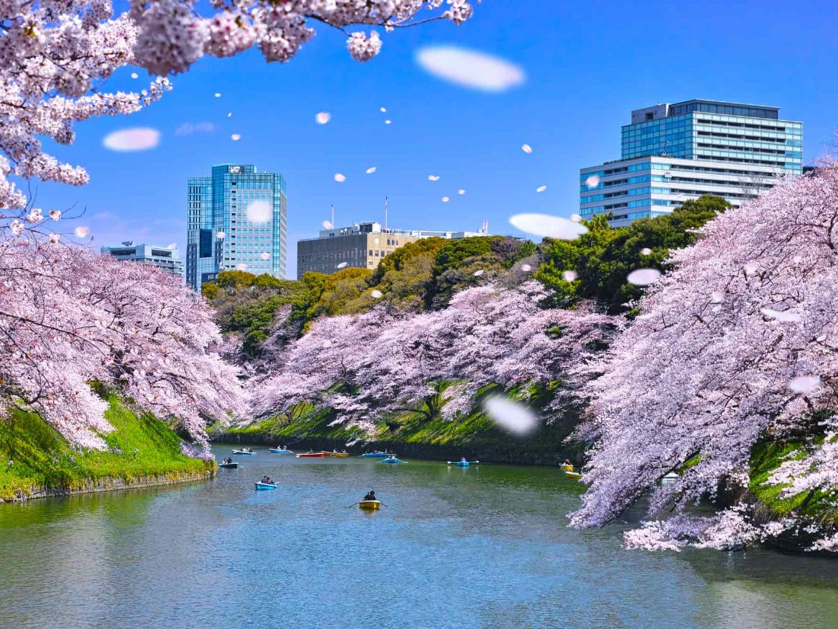 千鳥ヶ淵】の桜は見ないと損！散っても美しい春色の世界｜THE GATE